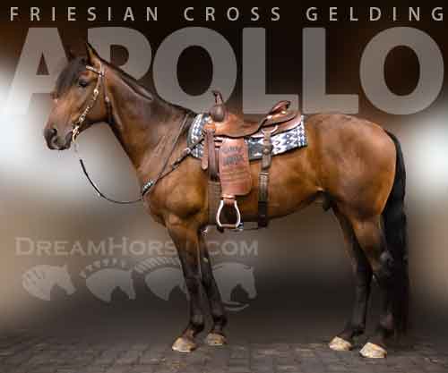 Horse ID: 2267843 APOLLO