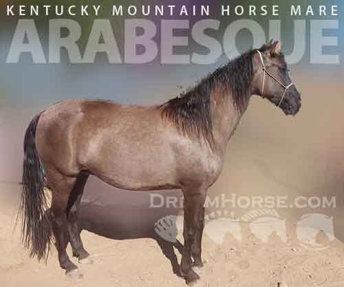 Horse ID: 2267948 Arabesque