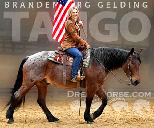 Horse ID: 2267953 Tango