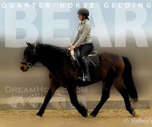 Horse ID: 2267962 Bear