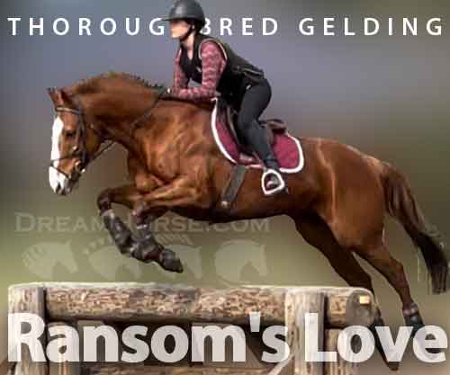 Horse ID: 2268048 Ransom's Love