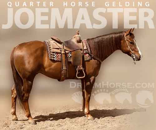 Horse ID: 2268124 Joemaster