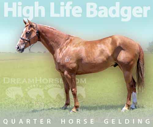 Horse ID: 2268151 High Life Badger