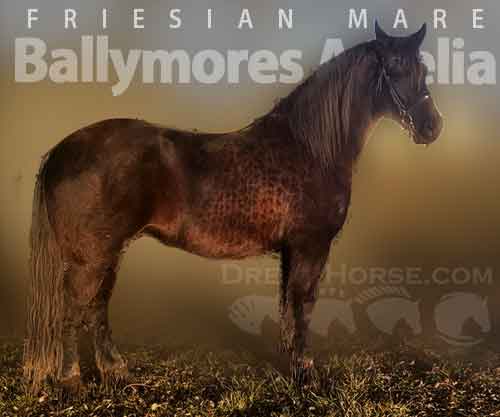 Horse ID: 2268347 Ballymores Amelia