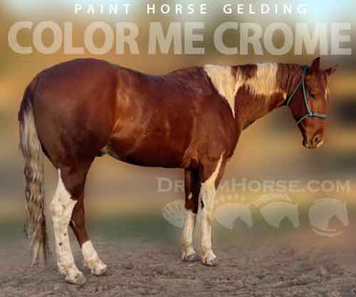 Horse ID: 2268466 Color me Crome