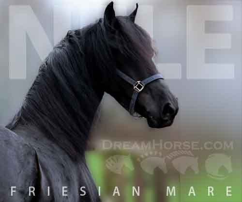 Horse ID: 2268531 Quintessa STER A
