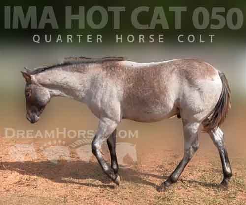 Horse ID: 2268543 IMA HOT CAT 050