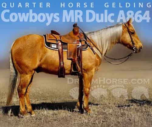 Horse ID: 2268583 Cowboys MR Dulc A864