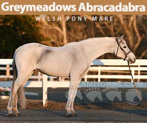 Horse ID: 2268587 Greymeadows Abracadabra
