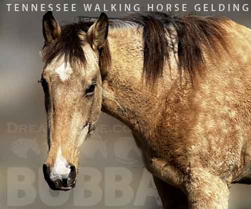 Horse ID: 2268659 Bubba