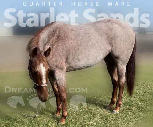 Horse ID: 2268925 Starlet Sands