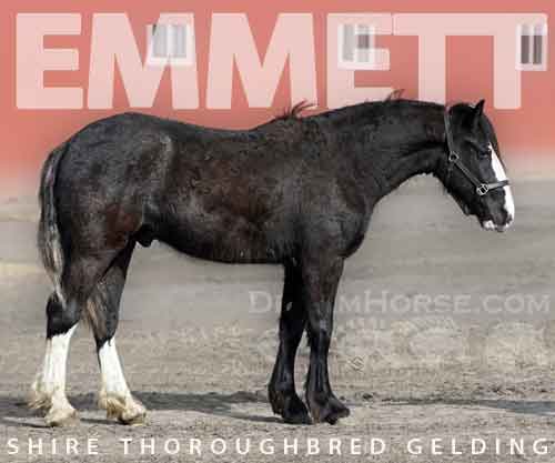 Horse ID: 2268934 Emmett