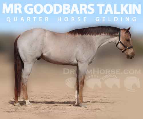 Horse ID: 2269044 MR GOODBARS TALKIN