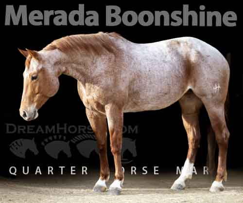 Horse ID: 2269049 Merada Boonshine