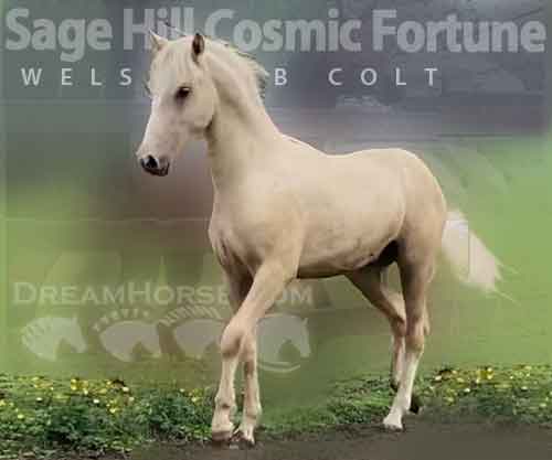 Horse ID: 2269074 Sage Hill Cosmic Fortune