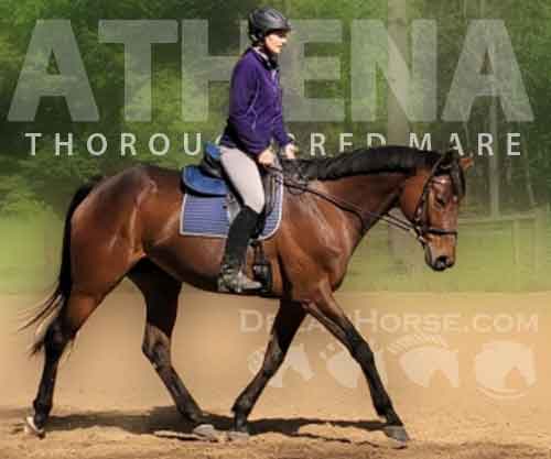 Horse ID: 2269118 Athena