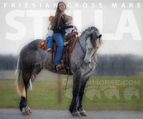 Horse ID: 2269120 Stella