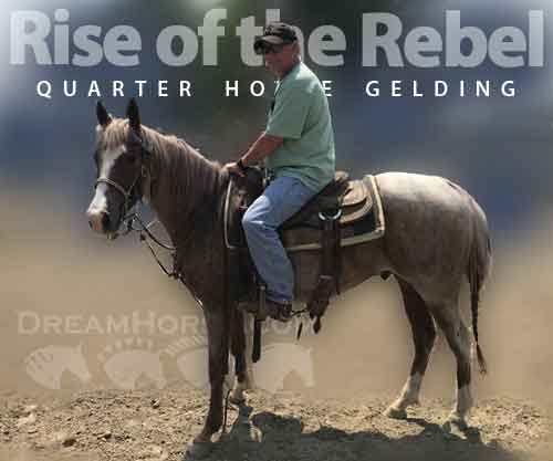 Horse ID: 2269174 Rise of the Rebel