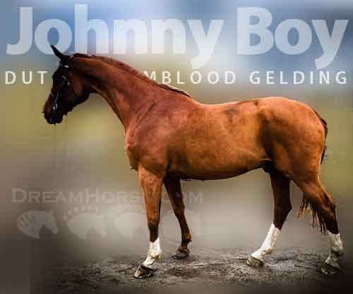 Horse ID: 2269178 Johnny Boy