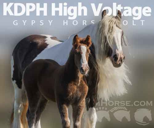 Horse ID: 2269225 KDPH High Voltage