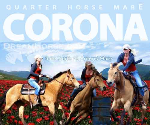 Horse ID: 2269258 Corona