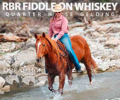 Horse ID: 2269263 RBR Fiddle On Whiskey
