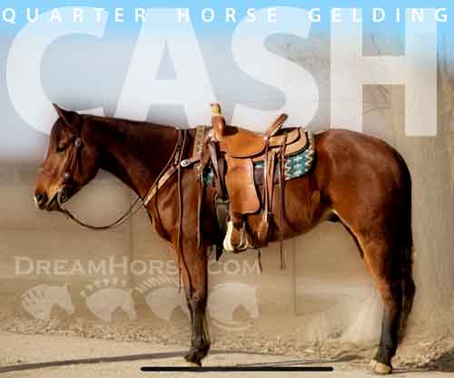 Horse ID: 2269283 CASH