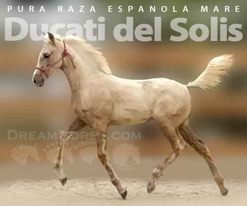 Horse ID: 2269312 Ducati del Solis