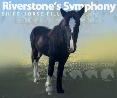 Horse ID: 2269334 Riverstone’s Symphony