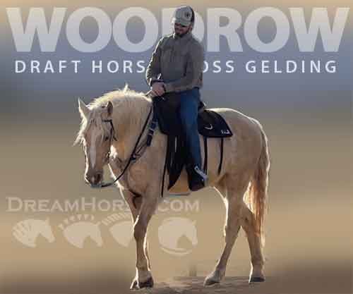 Horse ID: 2269403 Woodrow