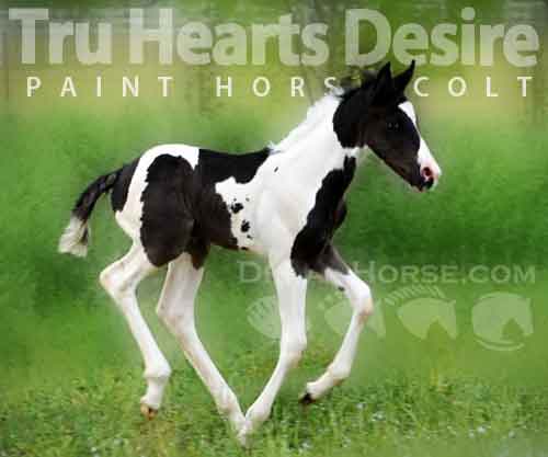 Horse ID: 2269467 Tru Hearts Desire