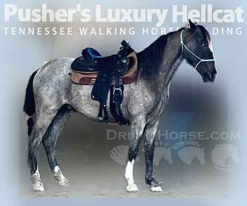 Horse ID: 2269501 Pusher's Luxury Hellcat