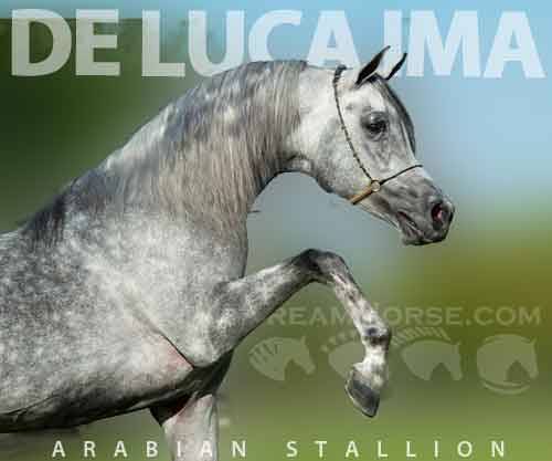 Horse ID: 2269531 De Luca IMA