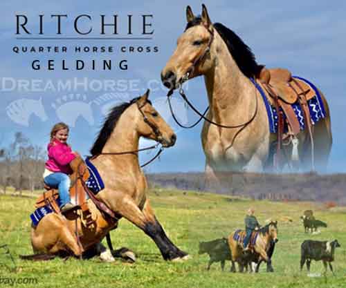 Horse ID: 2269542 Ritchie