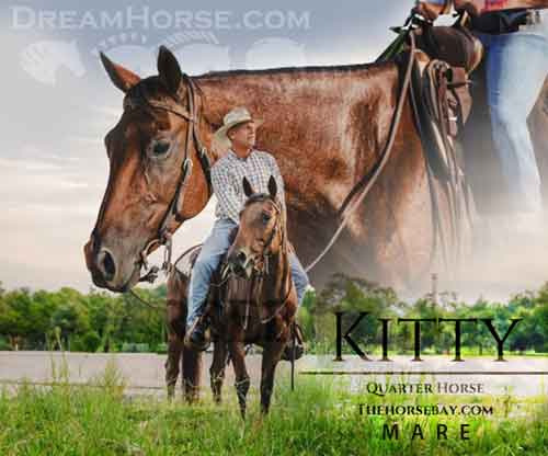 Horse ID: 2269546 High Roller Kitty DR