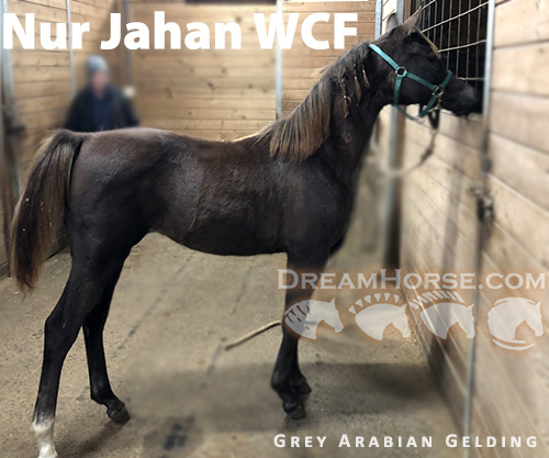 Horse ID: 2269549 Nur Jahan WCF