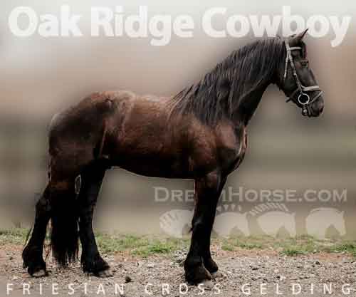 Horse ID: 2269595 Oak Ridge Cowboy