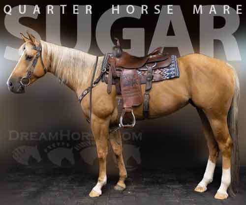 Horse ID: 2269624 SUGAR