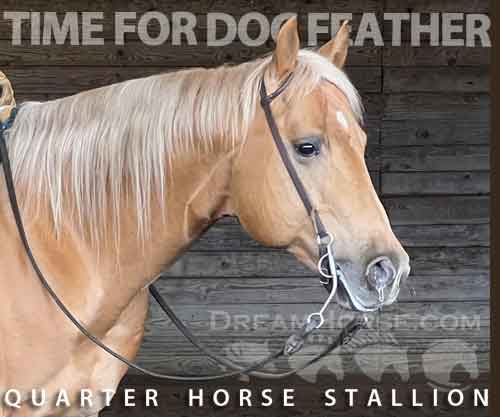 Horse ID: 2269647 TIME FOR DOC FEATHER