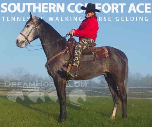Horse ID: 2269794 SOUTHERN COMFORT ACE