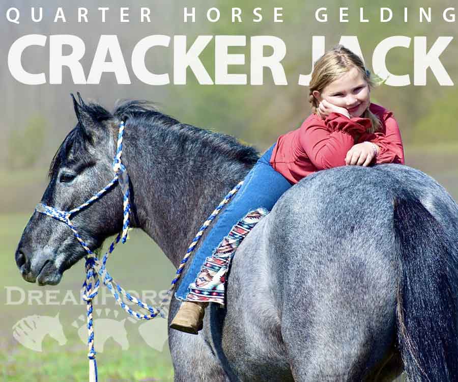 Horse ID: 2269796 CRACKER JACK