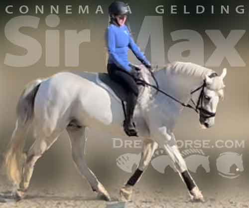 Horse ID: 2269819 Sir Max
