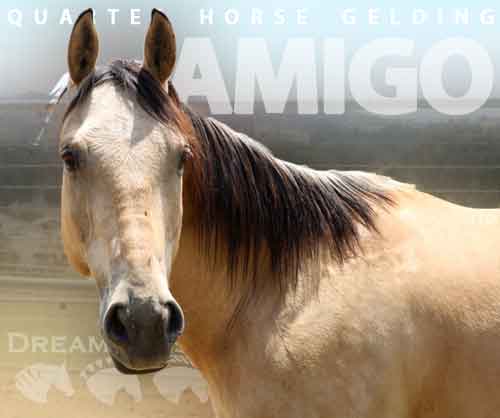 Horse ID: 2269848 Amigo