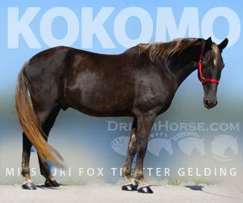 Horse ID: 2269867 Kokomo