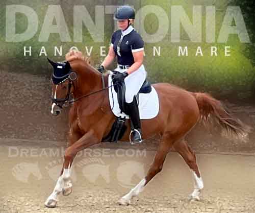 Horse ID: 2269874 Dantonia