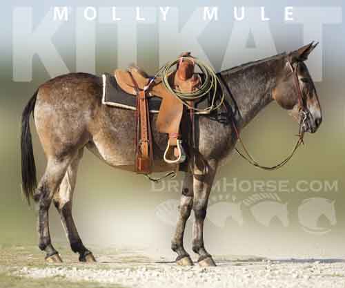 Horse ID: 2269895 Kitkat