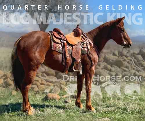 Horse ID: 2269900 LCC Majestic King