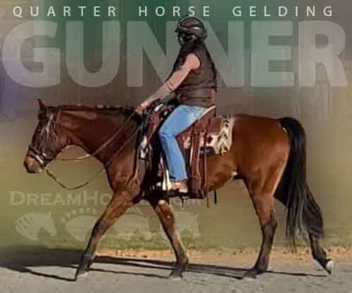 Horse ID: 2269904 Gunner