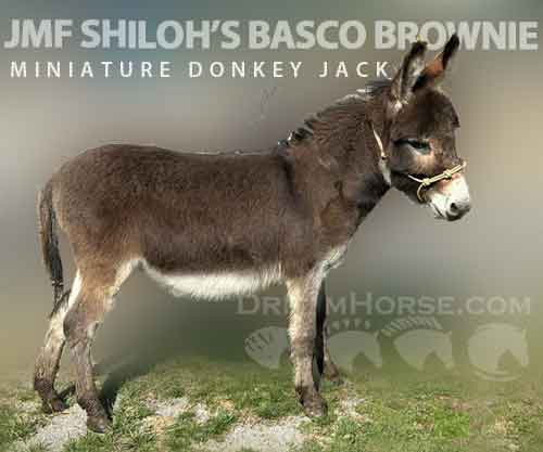 Horse ID: 2269915 JMF Shiloh’s Basco Brownie
