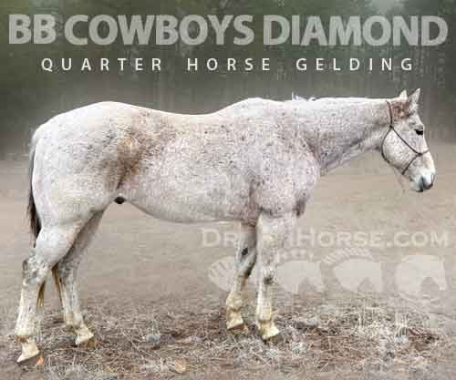 Horse ID: 2269929 BB COWBOYS DIAMOND